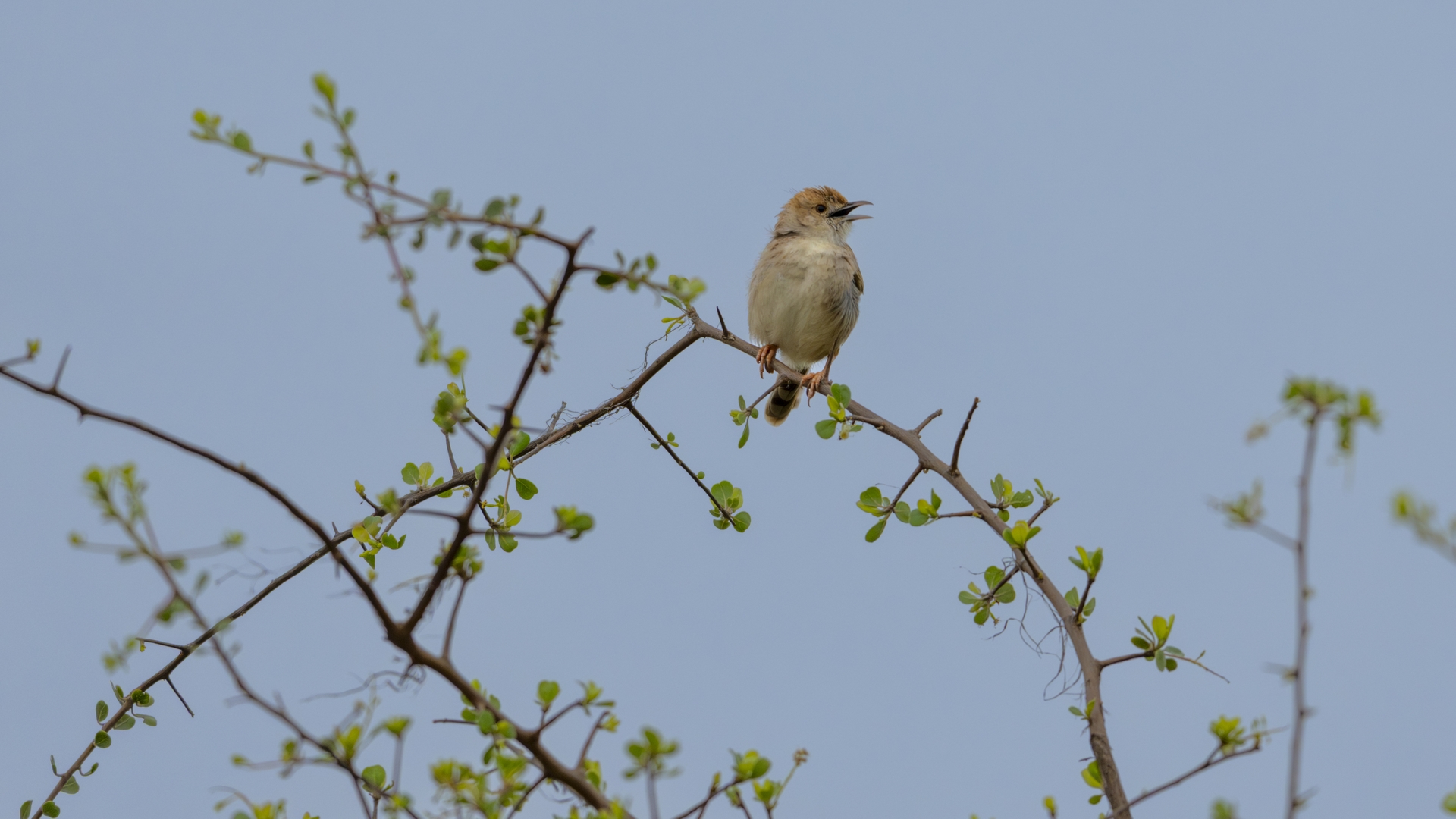 Kruger25 2025 11 02 06 53 45 ILCE 1M2 3487